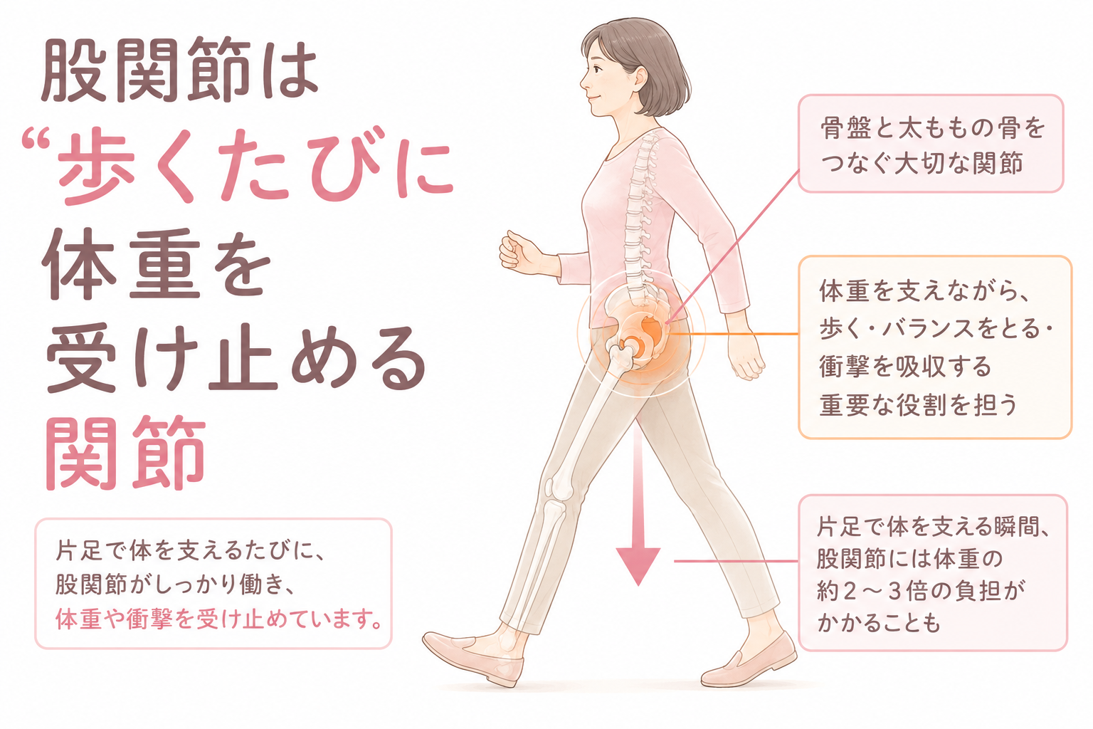 歩くたびに体重を支える股関節の役割を示した40代50代女性の医療図解