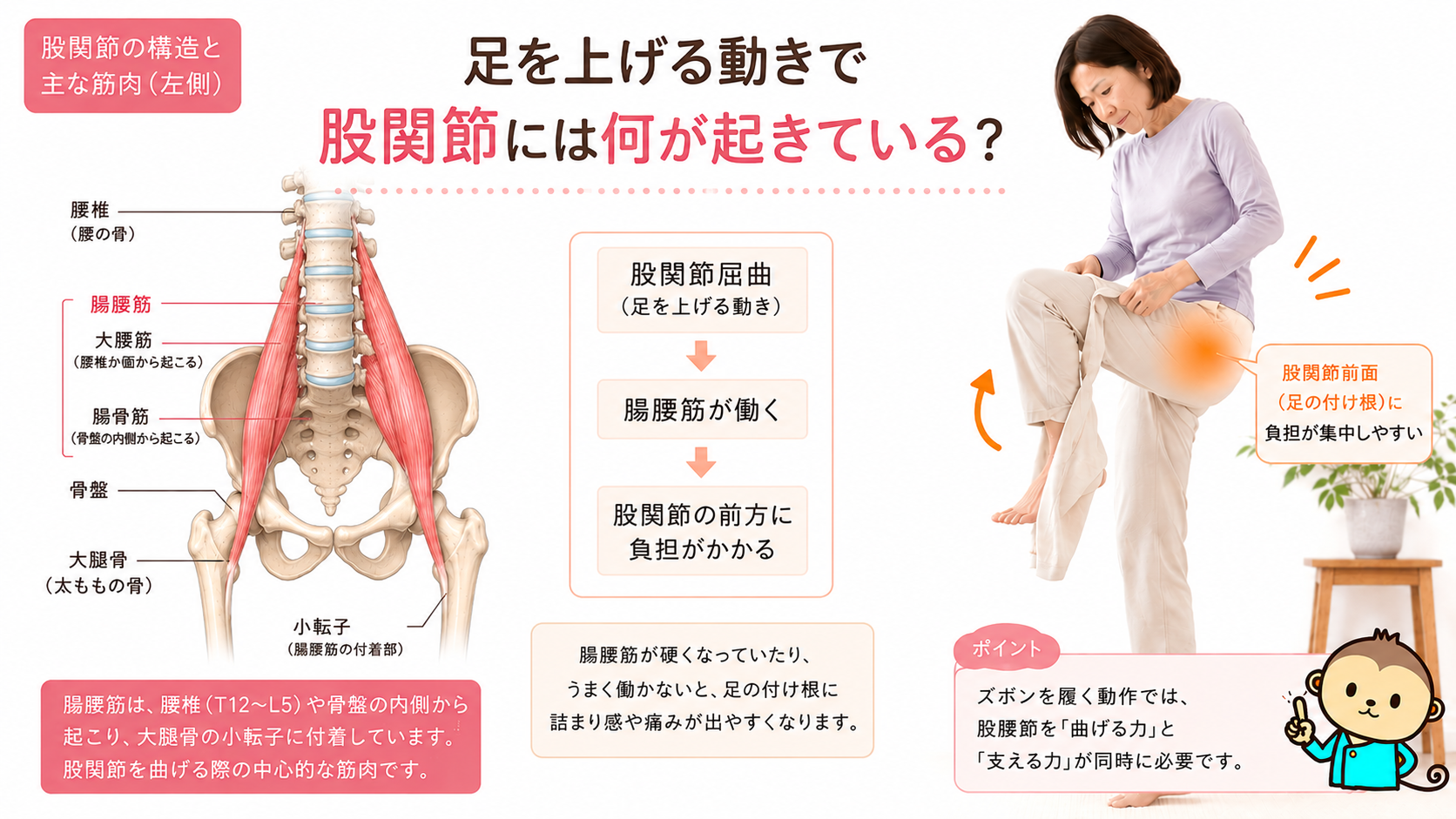 腸腰筋が腰椎と骨盤内側から大腿骨小転子へ走り、股関節屈曲に関わることを説明した解剖図