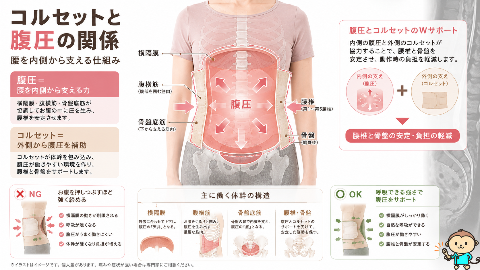 腰痛コルセットと腹圧の関係を示す医学図解。横隔膜、腹横筋、骨盤底筋、腰椎、骨盤の働きを解説。