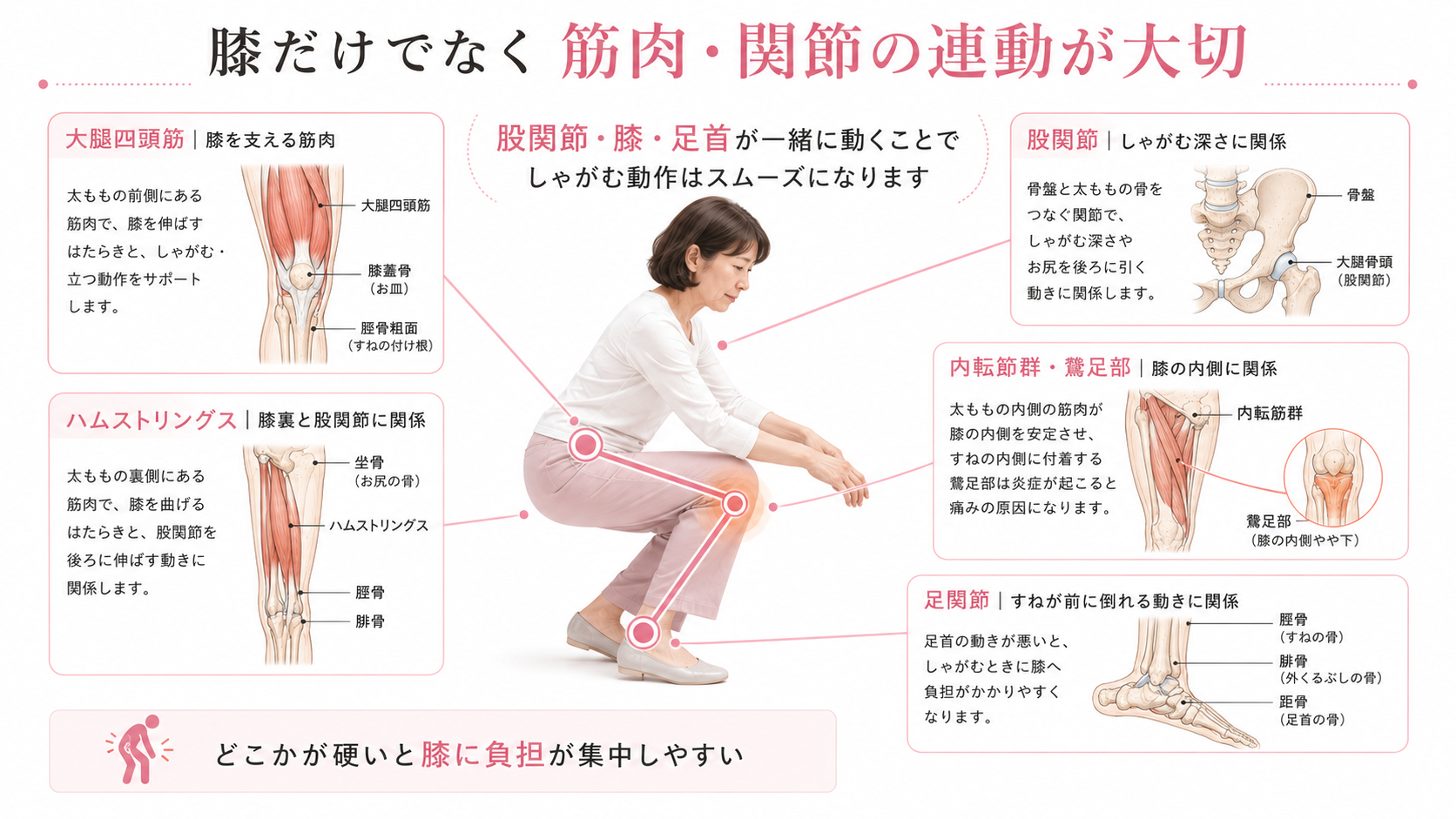 しゃがむ動作に関係する大腿四頭筋・ハムストリングス・股関節・足関節の連動を示した全身図解