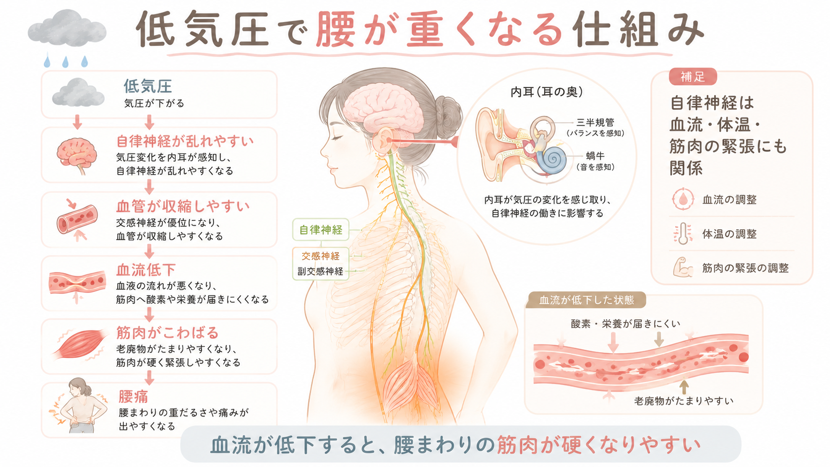 低気圧が内耳や自律神経に影響し、血流低下や筋肉のこわばりから腰痛につながる仕組みの医学図解