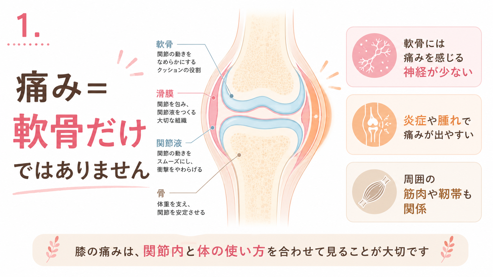 膝関節の断面図で軟骨・滑膜・関節液・骨を示し、膝の痛みは軟骨だけが原因ではないことを説明する画像