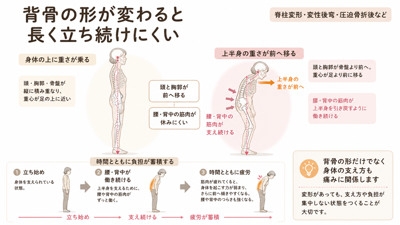 背骨の形による重心位置の違いと、腰や背中の筋肉が上半身を支え続ける仕組み