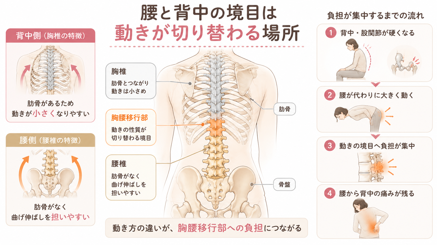 胸椎と腰椎の境目にある胸腰移行部へ、背中・肋骨・骨盤・股関節の硬さによる負担が集中する仕組み