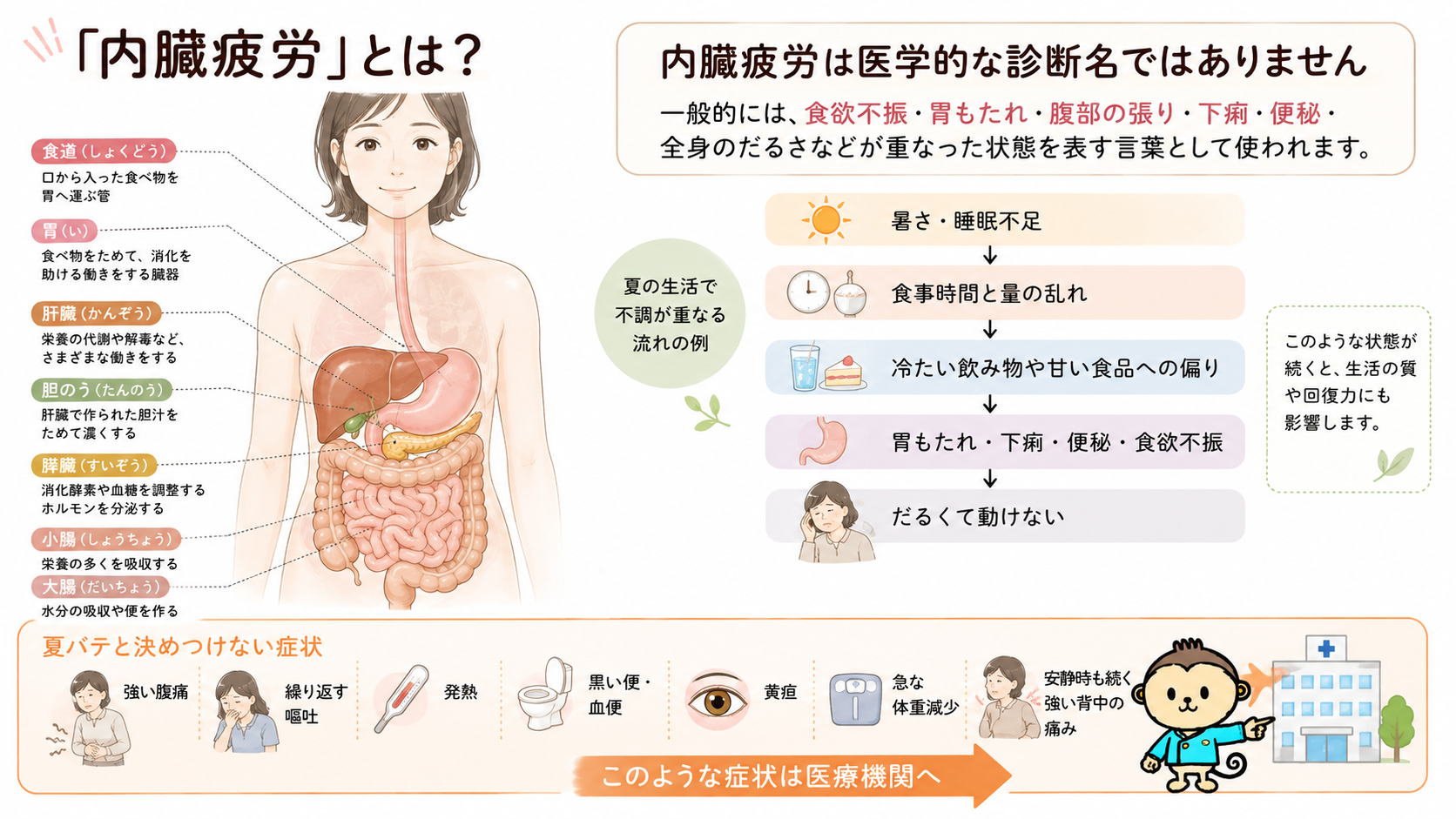 女性の消化器の位置と、内臓疲労が医学的な診断名ではないこと、医療機関へ相談すべき症状を説明した図