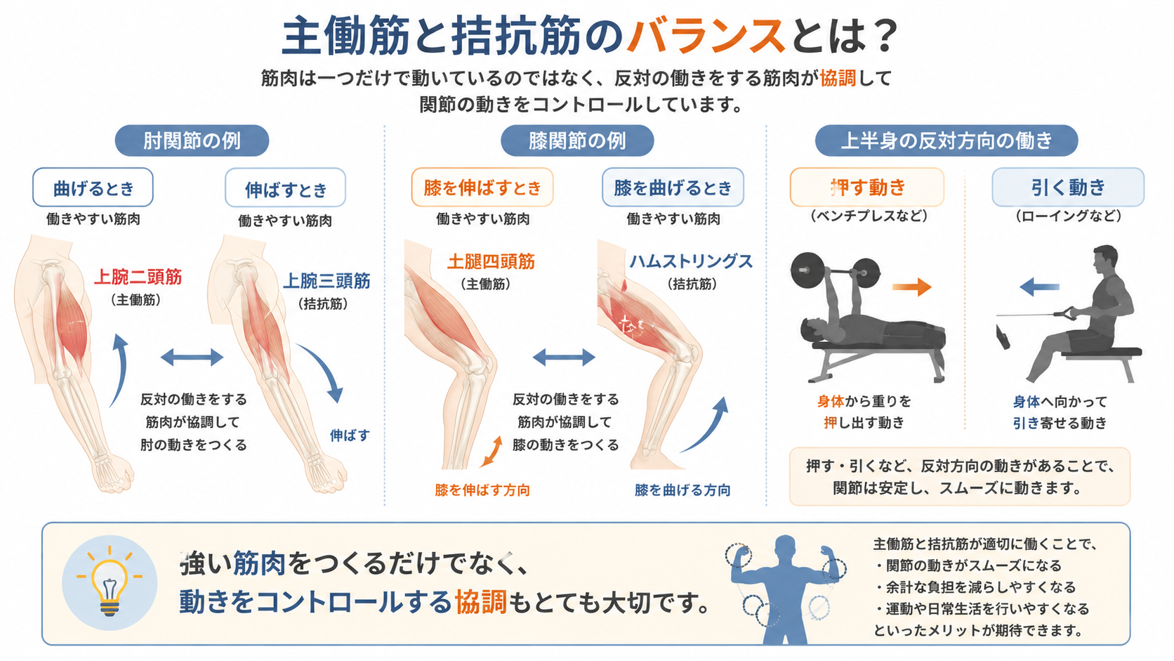 上腕二頭筋と上腕三頭筋、大腿四頭筋とハムストリングス、押す動きと引く動きを例に主働筋と拮抗筋の関係を示した図