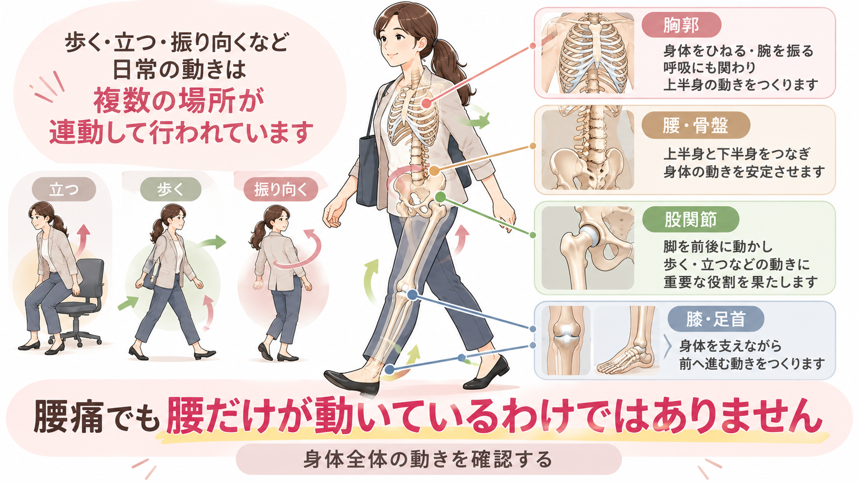 歩行時に胸郭、腰・骨盤、股関節、膝、足首が連動して動くことを示した身体の解剖イラスト