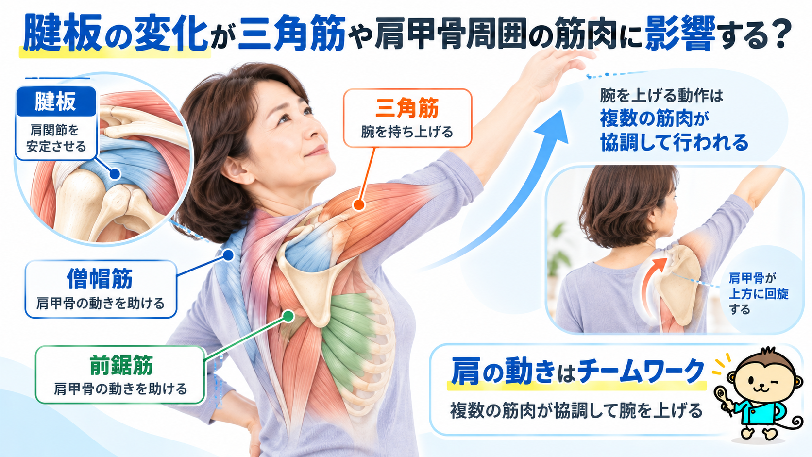 腕を上げる際に働く腱板・三角筋・僧帽筋・前鋸筋の位置と、肩甲骨の上方回旋を示したイラスト