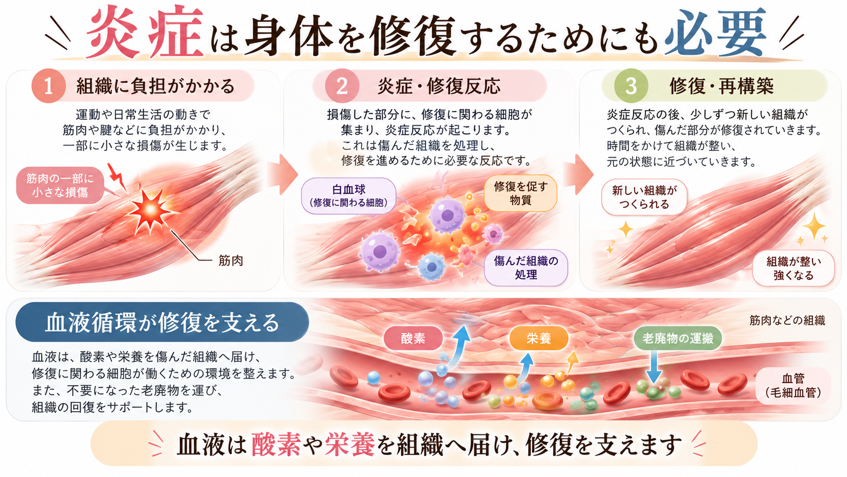 組織への負担から炎症・修復反応、組織の再構築までの流れと、血液循環による酸素や栄養の供給を示すイラスト